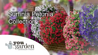 Petunia Surfinia with Peter McDermott [upl. by Kimon]