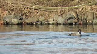 Falcated Duck 18Jan2017 [upl. by Aisatsana]