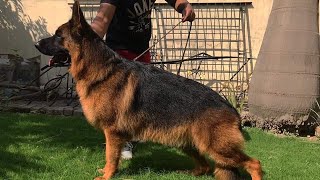 BSZS 2021 winning moments 😍 Worlds Biggest German Shepherd Sieger Show [upl. by Benia]