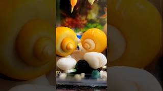 💥আমার প্রিয় শামুক টাই মারা গেল 💥applesnail aquarium petsvlog mollyfish shorts fish [upl. by Yodlem]