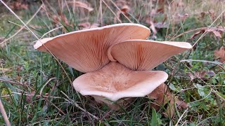 Balkadın Malkadın Kurt Kulağı Tohumluk Çinçine Geyik Sırası Böreklik Geotropa Clitocybe [upl. by Sethi]