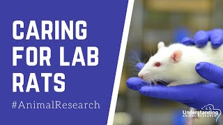 Caring for lab rats [upl. by Haroun]