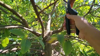 Pruning My 12 yo Cherimoya For Size amp Early Fruit [upl. by Annyl]