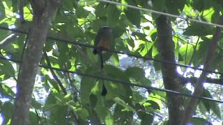 Birds of El Salvador Turquoisebrowed Motmot Eumomota superciliosa [upl. by Nitsraek951]