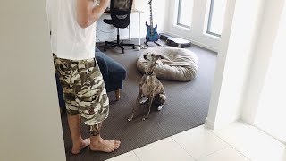 Whippet Dog Training On Your Bed Stay Come Sit Shake Hands Drop Speak [upl. by Okika]