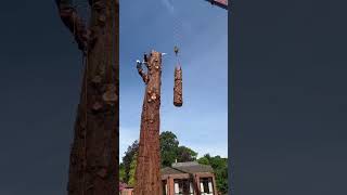 Awesome shot from the Wellingtonia crane job arborist treesurgeon treeworker chainsaw treework [upl. by Jermain]