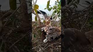 Blackshouldered kite Baby Bird tries to bite a mouse to eatEp38 20241025 0935426964 [upl. by Ydisac499]