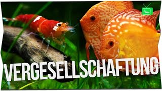 GARNELEN MIT FISCHEN UND KREBSEN ZUSAMMENHALTEN  Fische oder Garnelen in einem Aquarium GarnelenTv [upl. by Kaycee]