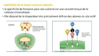 LA CATALYSE ENZYMATIQUE [upl. by Lehteb]