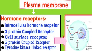 hormone receptors  Plasma membrane hormone receptor and its action  General mechanism of hormone [upl. by Enixam53]