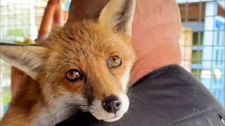 Man builds special bond with a fox he rescued  SWNS [upl. by Waldon703]