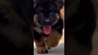 Show Quality Long Coat Heavy Boned German Shepherd Puppy in Gurgaon 9354705896 Delhi NCR India gsd [upl. by Yhtamit]