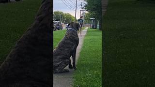 200lb Mastiff 2min Training Session Session mastiff dog training [upl. by Nichola]