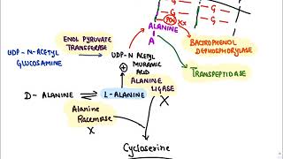 Anti microbials Cell Wall Synthesis Inhibitors sample [upl. by Derdle]