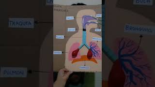 Maqueta del sistema respiratorio [upl. by Beaufert]