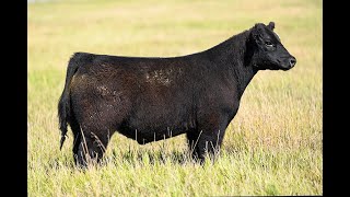 Reimann Pasture Sale 2024  Tag 17 [upl. by Dolley976]