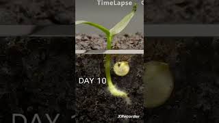 Growing red bell pepper plant timelapse👍 [upl. by September]