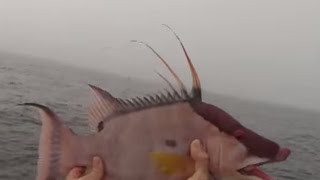 How To Catch Hogfish on Knocker Rig [upl. by Ak214]