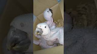 it is a scarlet headed parrot chicks shorts youtubeshorts fireworks viral birds canarysinging [upl. by Rammaj]