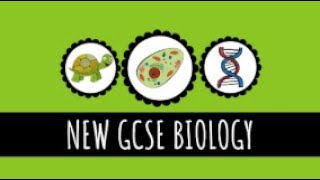 Specialisation in Animal Cells  Nerve Cells Muscle Cells Sperm Cells and Fat Cells  GCSE Biology [upl. by Ardnuaed]