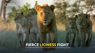 Lion vs Hyena Clash  Joubert Big Cat Reversion  हिंदी  S1  E6  Nat Geo Wild [upl. by Julee643]