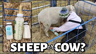 Is this SHEEP part COW thats the MOST MILK Ive ever got from one of my sheep  Vlog 745 [upl. by Kostman]