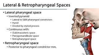 Larynx and Pharynx LO  Pharyngeal Fasciae and the Retropharyngeal Space [upl. by Roter880]