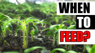 When To Feed Seedlings  Garden Quickie Episode 126 [upl. by Mita492]