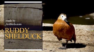 Ruddy Shelduck Tadorna Ferruginea [upl. by Goth]