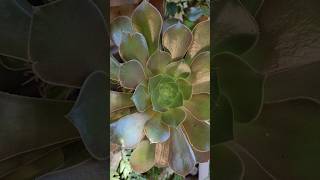 🤩Perfeição de Aeoniuns Arboreum aeonium lindos suculentaslove suculentaslove [upl. by Disario]