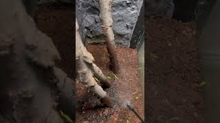 terrarium vivarium garden reptiles bamboo ecosystem diy trending viralvideo indoorplants [upl. by Miahc]