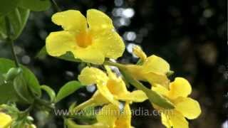 Allamanda flowering in Sikkim [upl. by Fernyak]