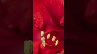 Spellbinding Amaryllis Timelapse 🌺  Louie Schwartzberg 🌎 🙏 [upl. by Nnaycart328]