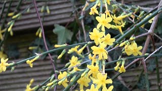 Jasminum nudiflorum Winter Jasmine [upl. by Lubbock764]