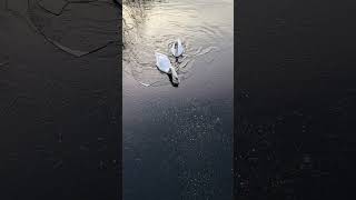 Swans breaking ice  Sankey canal [upl. by Rourke927]