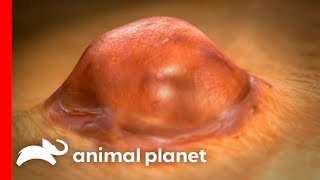 Young Girl Survives Bubonic Plague  Monsters Inside Me  Animal Planet [upl. by Amles]