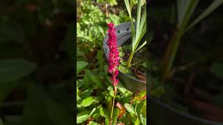 Bistorta amplexicaulis flower [upl. by Tobie314]