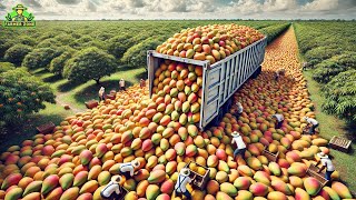 Mangoes Mega Factory Processing Millions of Mangoes Using Modern Technology [upl. by Hserus]