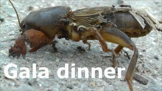 The mole cricket  A gala dinner  Die Maulwurfsgrille  Ein Festessen [upl. by Naujtna]