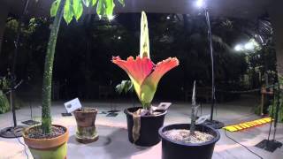 Timelapse video Amorphophallus titanum 2014 bloom [upl. by Annaerb782]