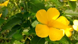 Turnera ulmifolia  Yellow Buttercup Yellow Alder Cuban Buttercup [upl. by Aniluj]