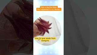 ⭐️ Donot miss to save this excellent tip when you grow gongura 🌱 roselle seeds gardeningtips [upl. by Nandor573]