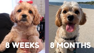 Cavapoo Puppy Growing Up 8 weeks to 8 months [upl. by Durer]