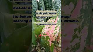 bidadari surga shortvideo bidadarisyurgamu uje motivasikehidupan kataucapanbijakislami [upl. by Htrahddis981]