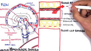 Bacterial Meningitis Pathophysiology [upl. by Ayalahs536]