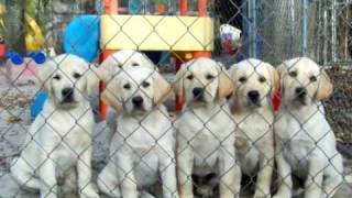 Gorgeous Yellow Labrador Puppies For Sale in Florida [upl. by Mandel]