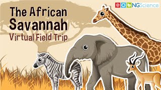 African Savannah – Virtual Field Trip [upl. by Dulci]