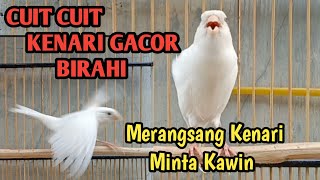 KENARI GACOR CUIT CUIT NGEROL TAJAM BIRAHI [upl. by Esineg]