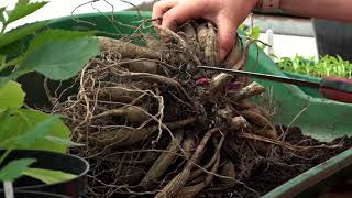 How To Divide Dahlias  Dividing Tubers And Potting Up [upl. by Pain]