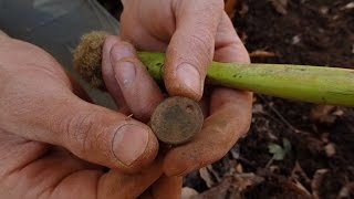 Metal Detecting  Old coins around the well  Nugget Noggin [upl. by Macnair1]